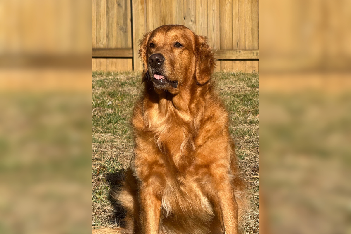 Zoie, die Golden-Retriever-Huendin aus Tennessee, die ein vermisstes Kleinkind fand