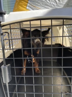 USA: Kleiner Hund in Bexar County in Kiste eingesperrt und Maul mit Klebeband verschlossen