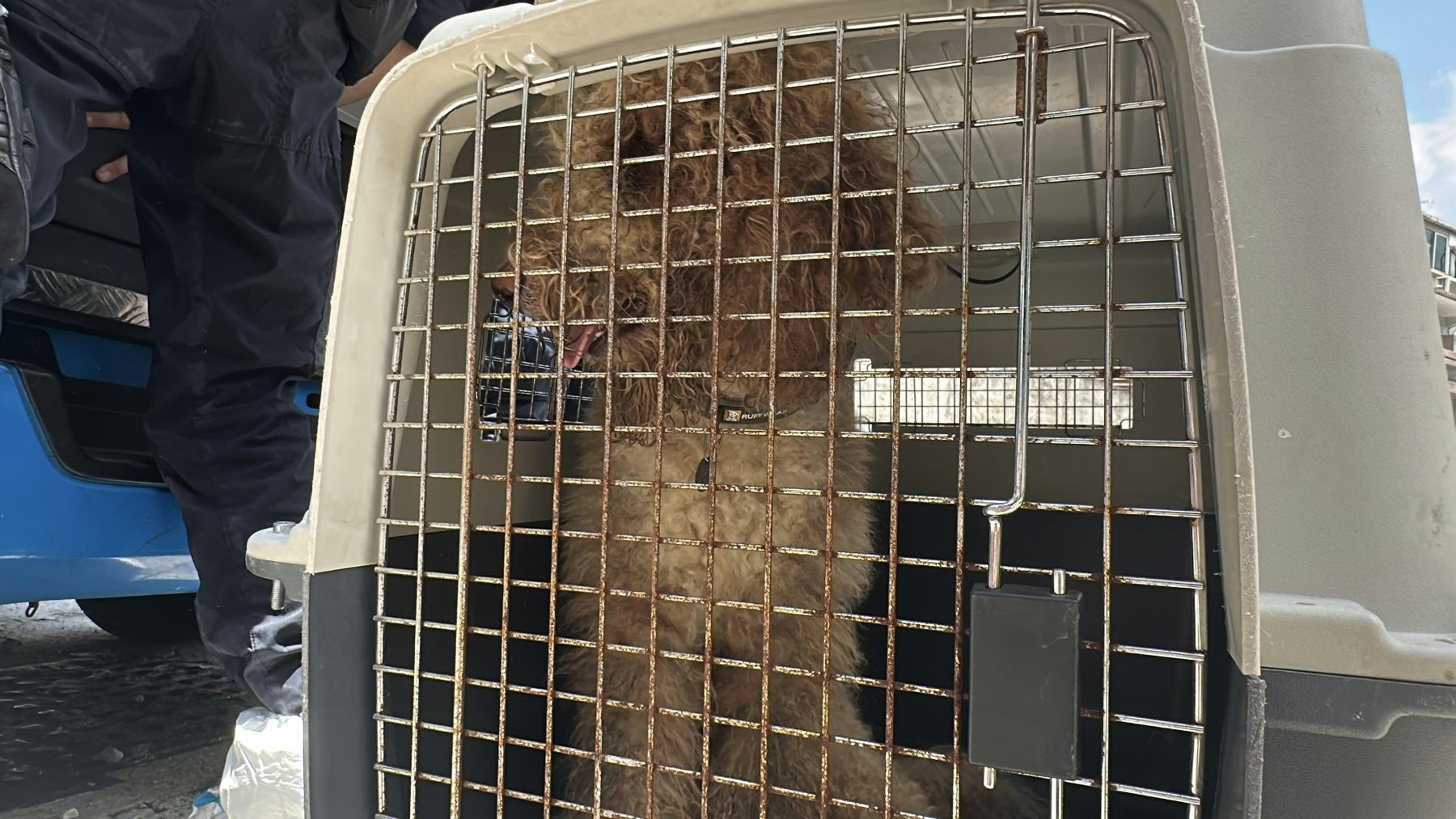 Hund im Transportkaefig im Fall der fuenf Hunde in Tin Shui Wai