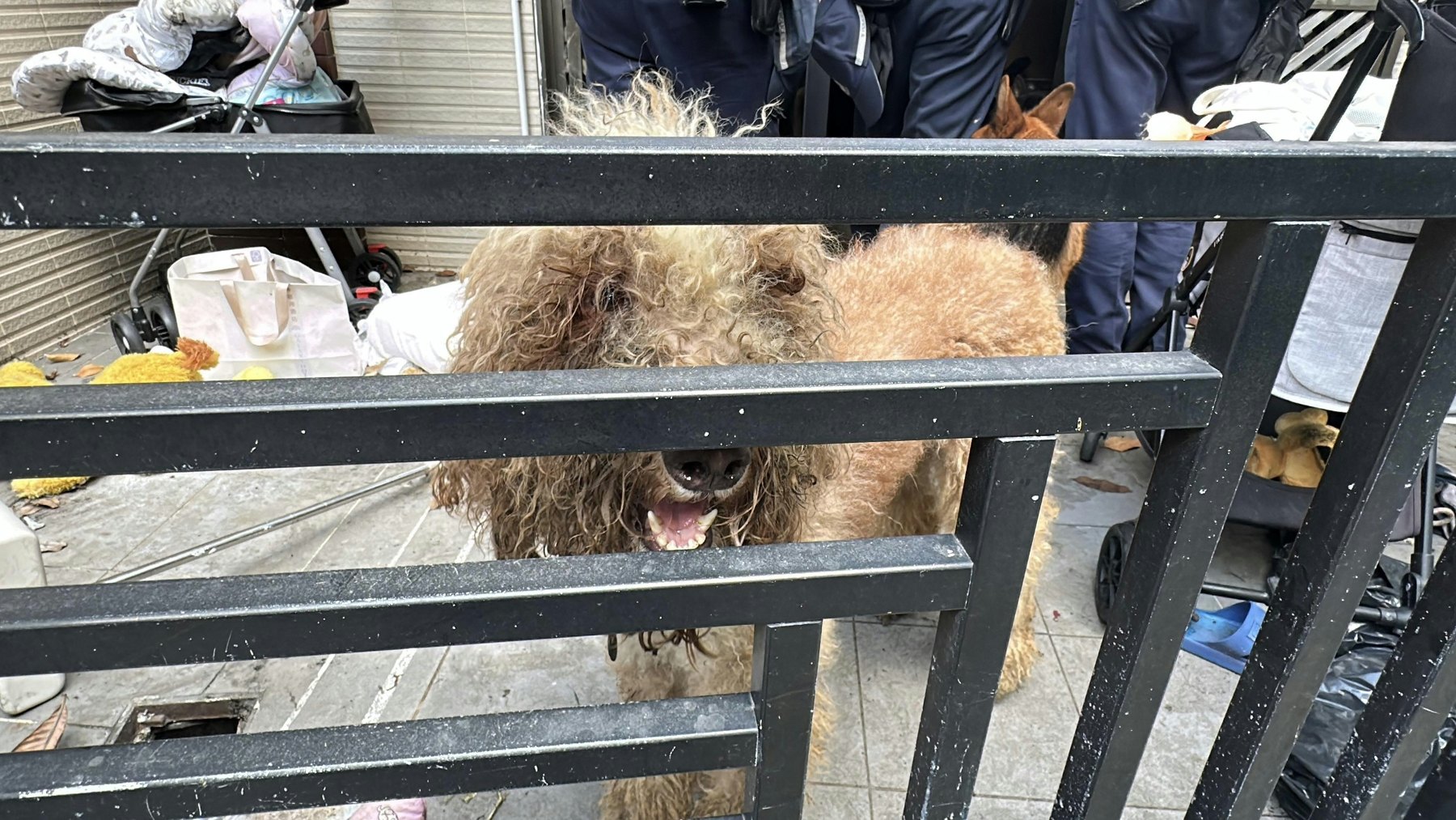 Ueberlebende Hunde sind am Eingang des Dorfhauses in Tin Shui Wai zu sehen