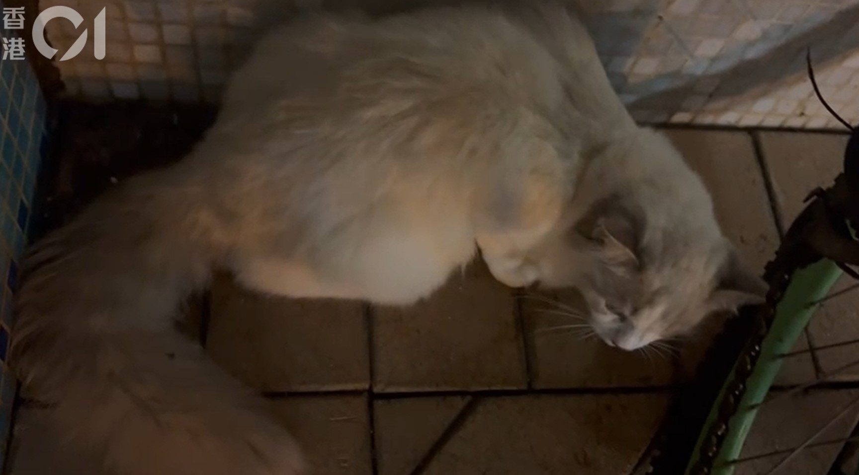 Bild der verletzten Ragdoll-Katze