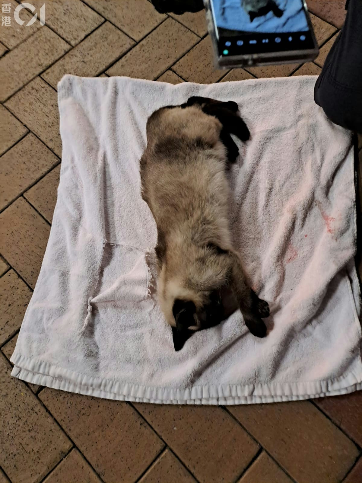 Bild der toten Siamkatze