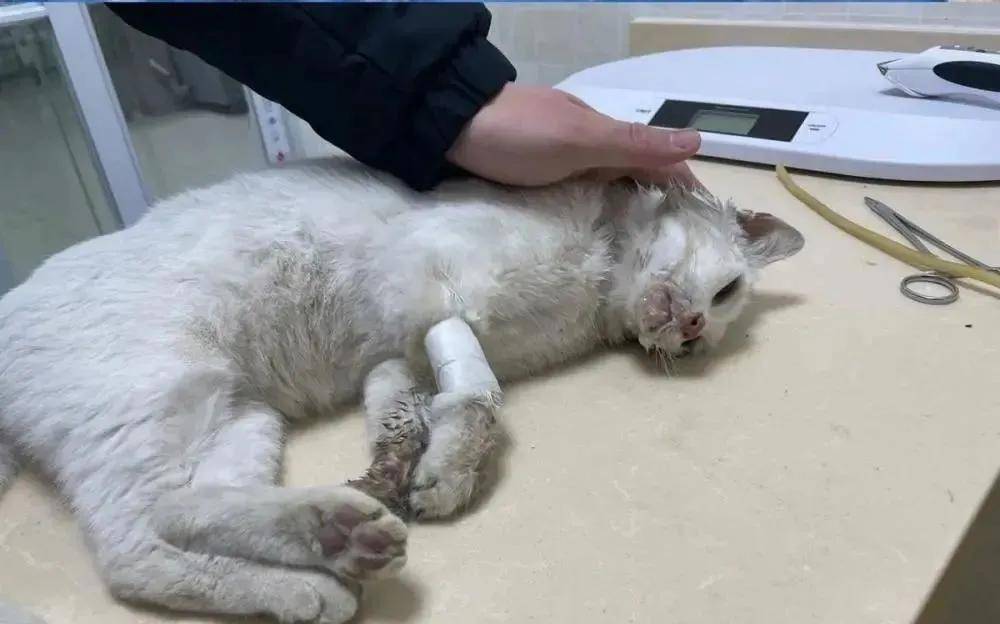 Mutmasslich vergiftete Katze bei der Behandlung