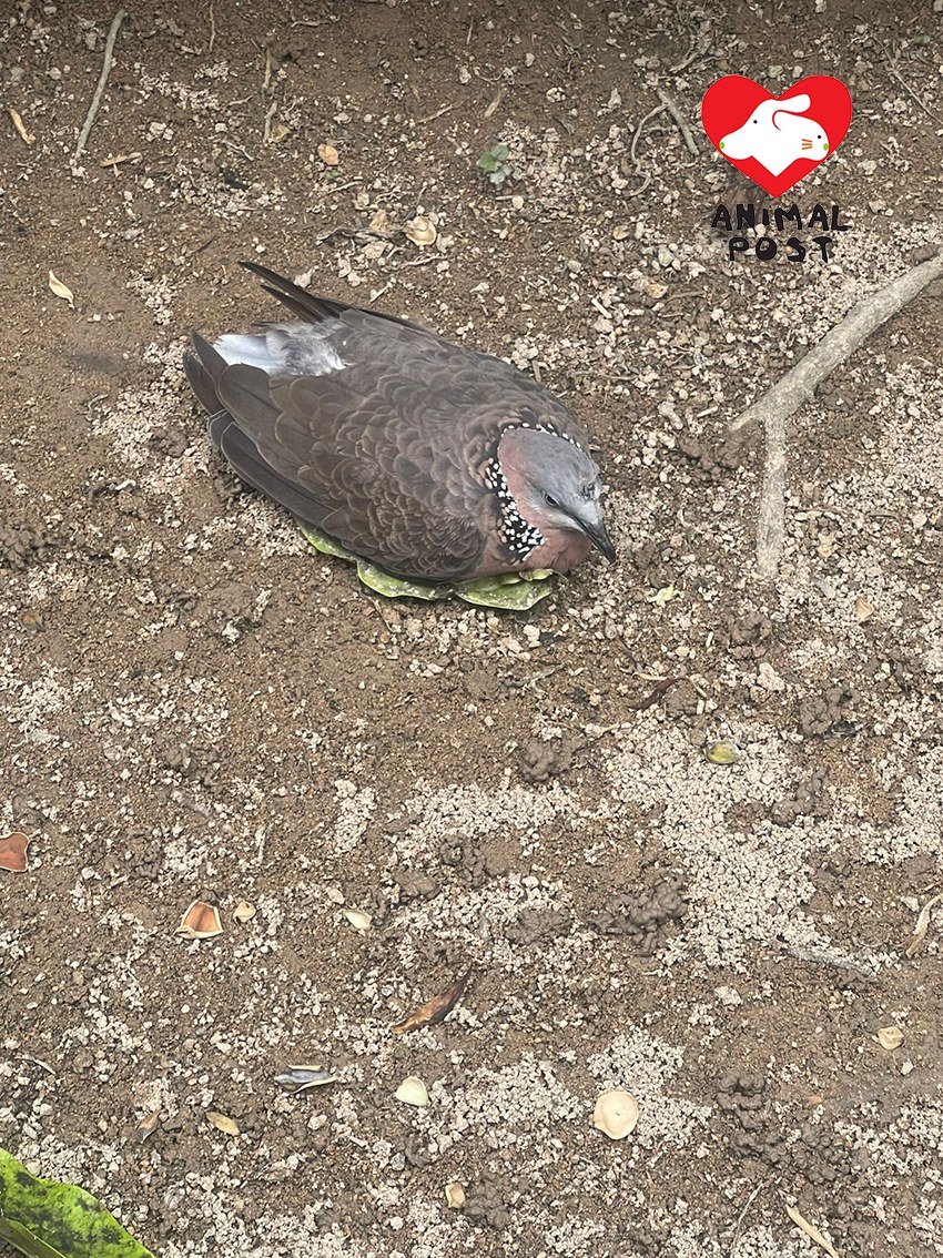 Perlhalstaube liegt am Boden in Sheung Tak Estate, Tseung Kwan O