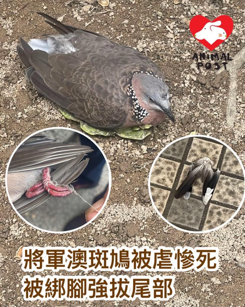 Berichtsbild von Hong Kong Animal Post zum Taubenfall in Tseung Kwan O