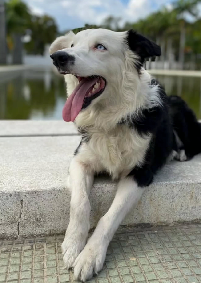 Tsunami ist ein Border Collie der venezolanischen Rettungshundestaffel K-SAR ECID. Bildquelle: HOLA! USA / Instagram @drpetvenezuela.