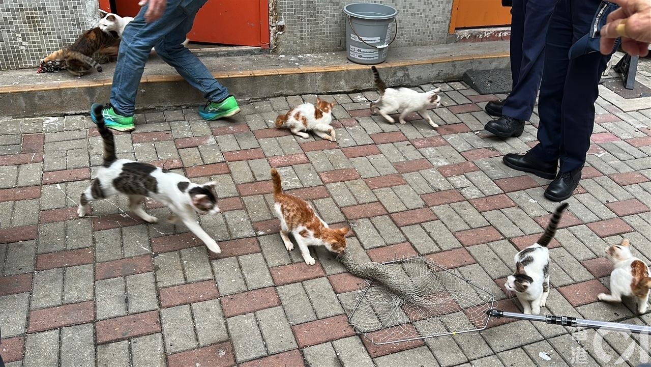 Freiwillige helfen bei der Unterbringung der Katzen