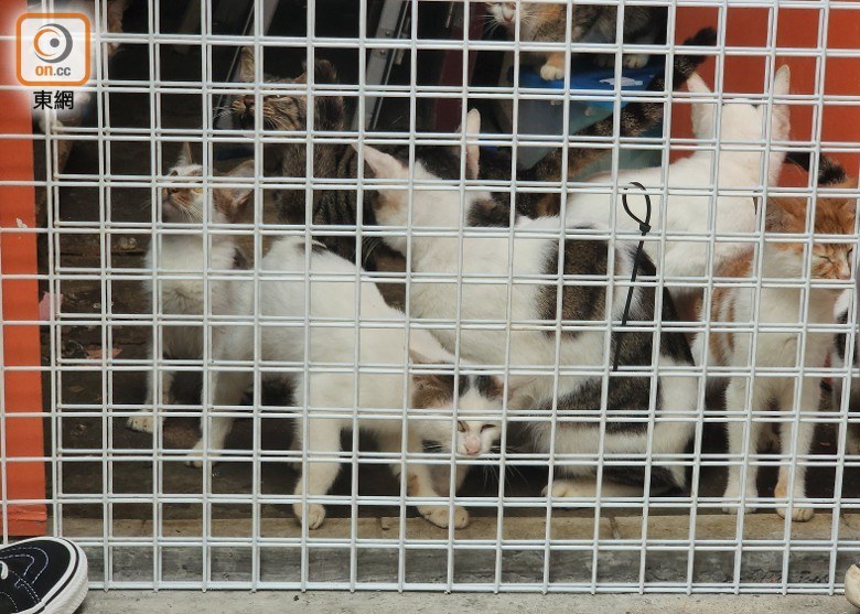 Katzen hinter einem Metallgitter