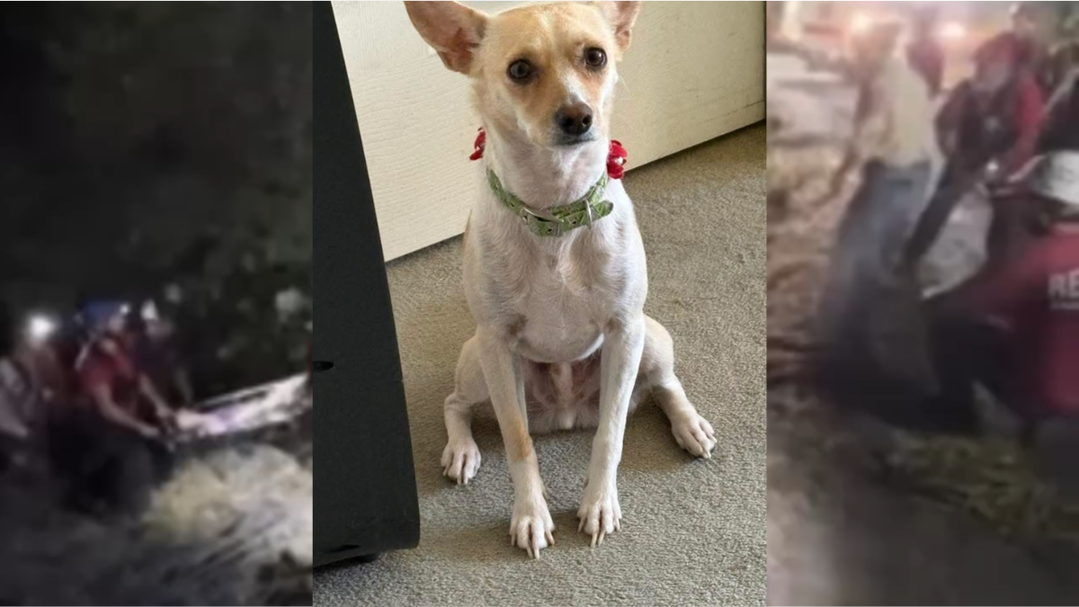 Poncho und Bilder im Zusammenhang mit der naechtlichen Rettung. Quelle: KCRA / Tuolumne County Animal Control.