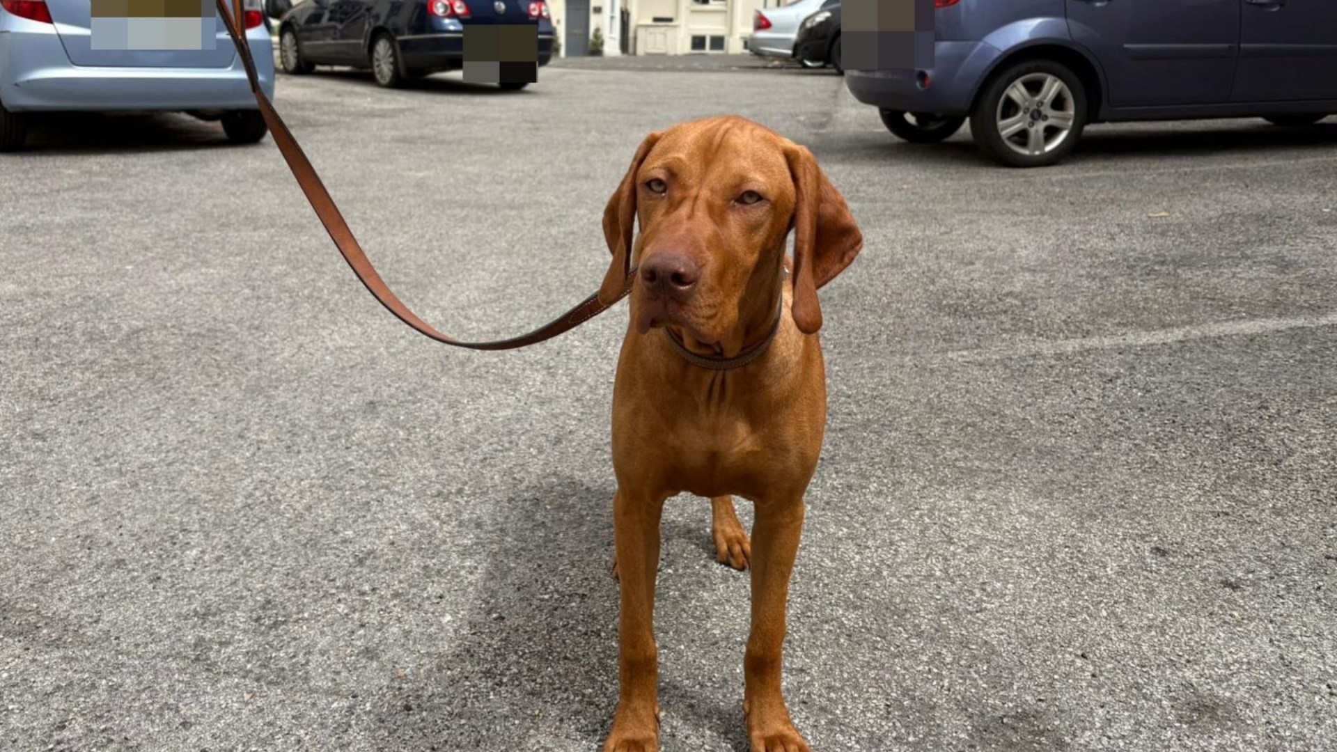 Mars: el cachorro de seis meses que ayudó a un padre y a su hijo a escapar de un hombre armado con cuchillo