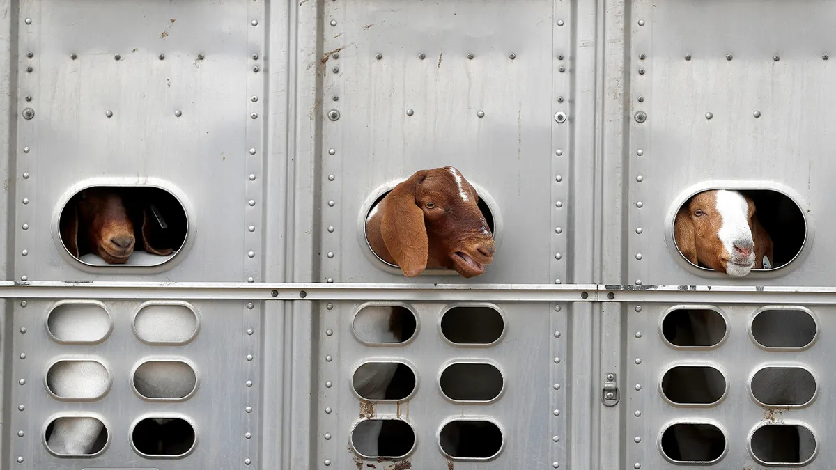 Kontextfoto von Ziegen beim Houston Livestock Show