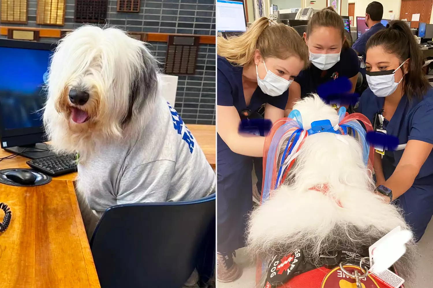 Wallace, Old English Sheepdog