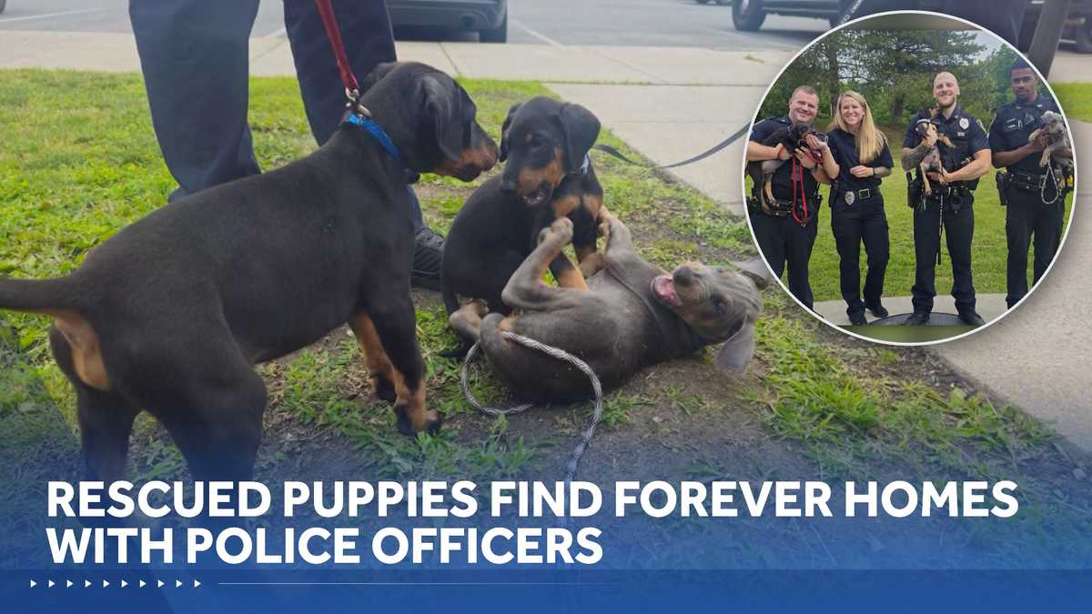 Bild aus oeffentlichen Berichten: Drei gerettete Welpen mit den Polizisten aus Watertown, die sie adoptierten. Bildquelle: KCRA / Watertown Police Department.