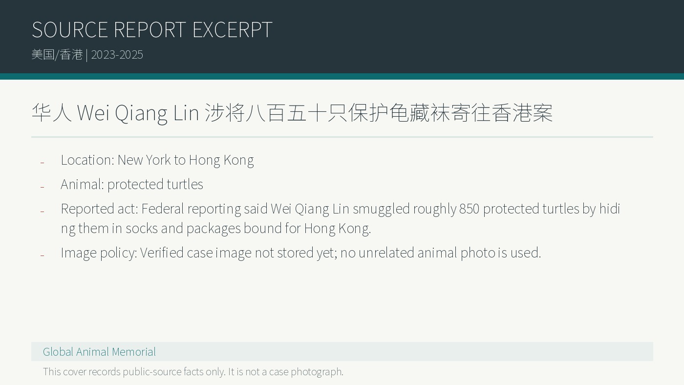 Wei Qiang Lin: Rund 850 geschuetzte Schildkroeten in Socken und Paketen nach Hongkong geschickt