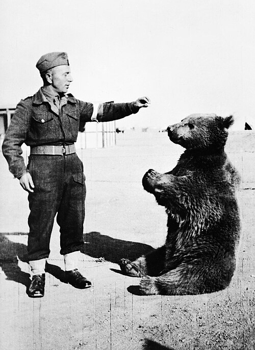 Historisches Foto von Wojtek mit polnischen Soldaten. Bildquelle: Wikimedia Commons, lokal gespeichert.