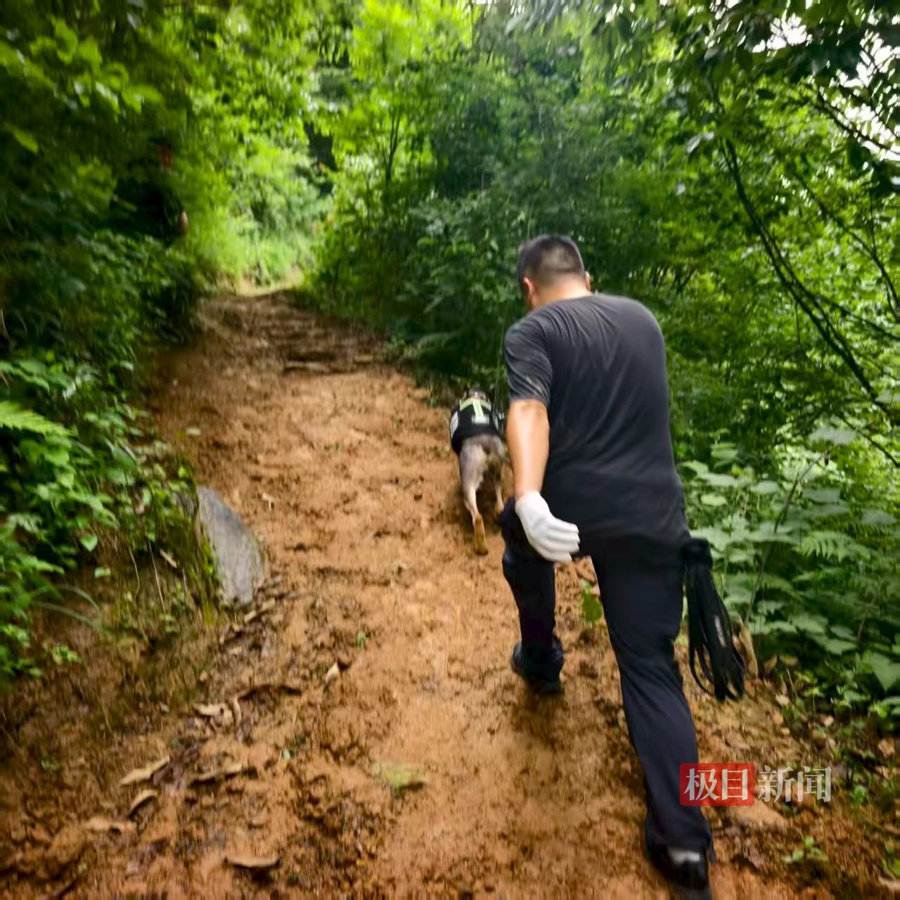 Der Polizeihund Jufeng des Public Security Bureau Wufeng sucht im dichten Bergwald nach der vermissten Seniorin. Quelle: Jimu News.