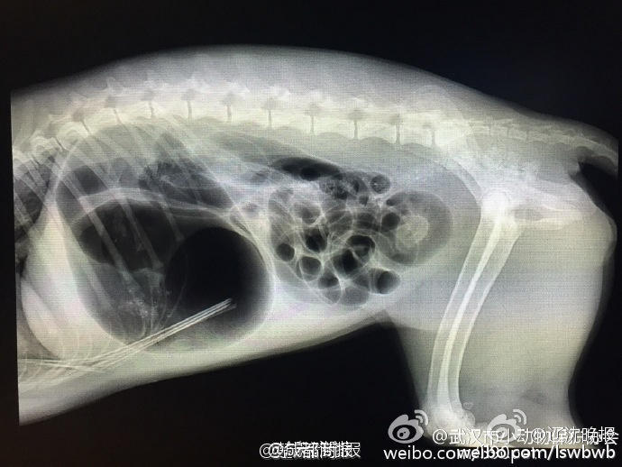 Geteiltes Bild der CNR-Seite mit Aufnahmen des verletzten streunenden Hundes, auf denen die Position des Pfeils sichtbar ist. Quelle: CNR / China Youth Net.