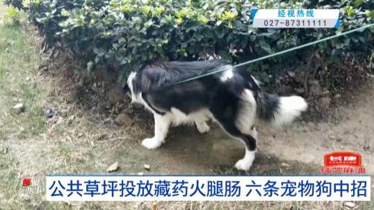 Rasenflaeche der Wohnanlage in oeffentlichen Berichten. Bild aus Jingshi Live, erneut veroeffentlicht von Guangming Online.