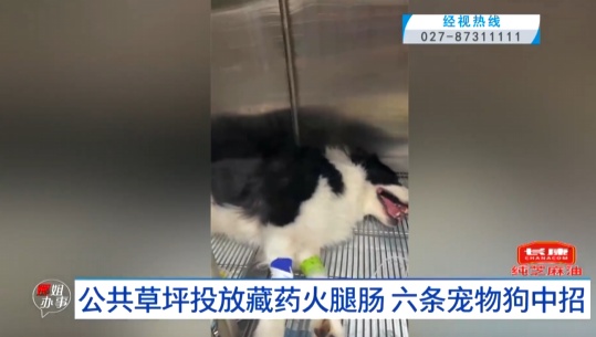 Oeffentlich berichtete Behandlung eines mutmasslich vergifteten Hundes. Bild aus Jingshi Live, erneut veroeffentlicht von Guangming Online.