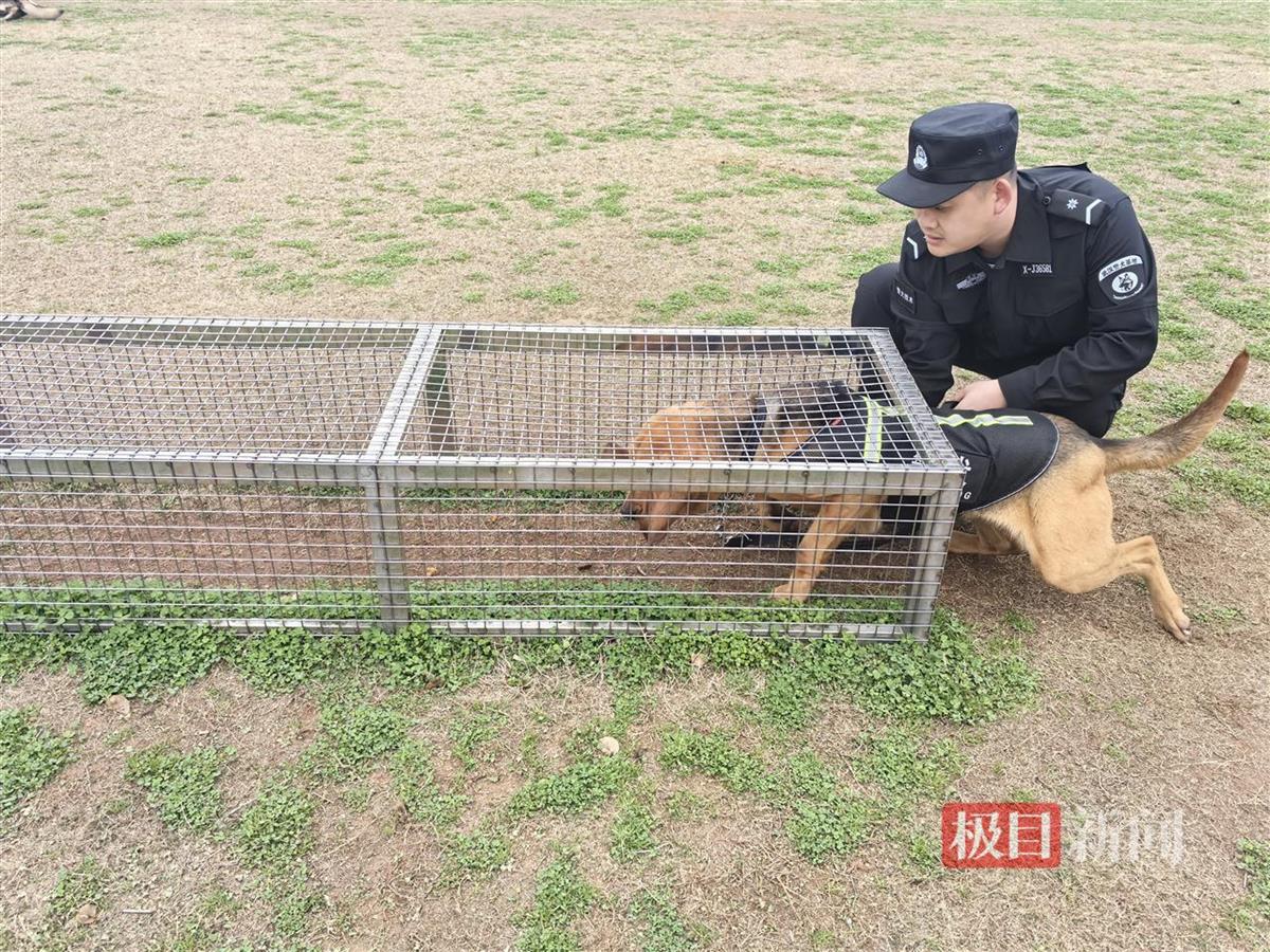 Ein Hundefuehrer trainiert mit dem Polizeihund Yueliang fuer reale Einsaetze. Quelle: Wuhan Public Security Bureau / Jimu News.