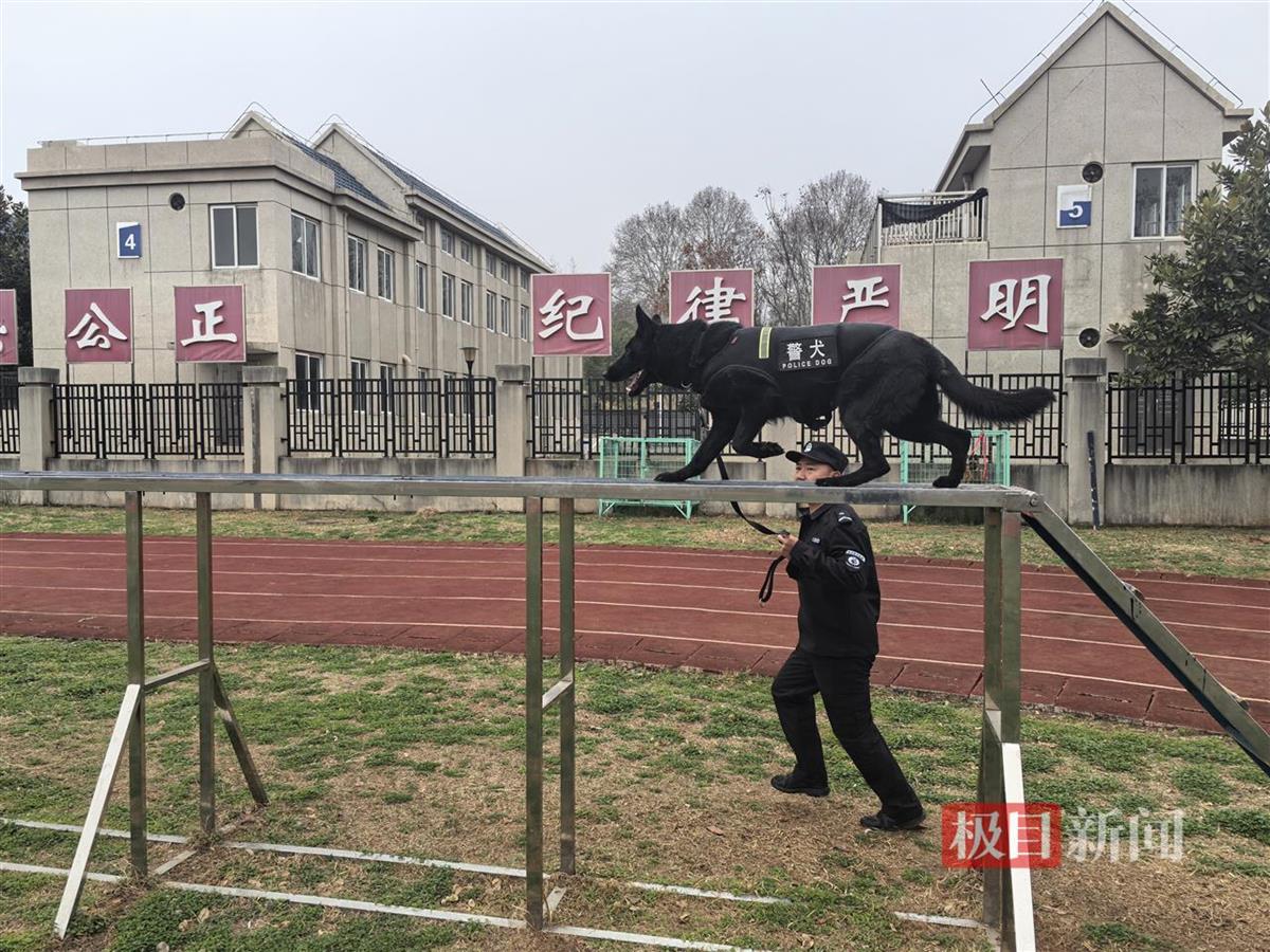 Ein Hundefuehrer trainiert mit dem Polizeihund Xiong fuer reale Einsaetze. Quelle: Wuhan Public Security Bureau / Jimu News.