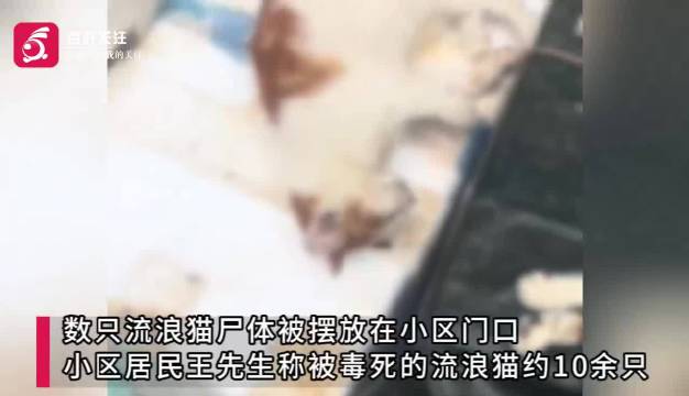 Screenshot eines Berichts ueber mutmasslich vergiftete streunende Katzen in einer Wohnanlage im Bezirk Qingshan, Wuhan