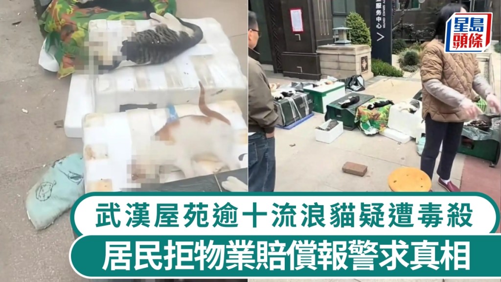Bild vom Massensterben streunender Katzen in einer Wohnanlage in Wuhan aus einem Bericht von Sing Tao Daily