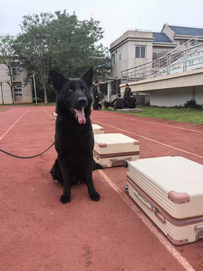 Perro retirado mostrado en la cobertura de adopción de Wuhan. Fuente: Jimun News / material de la policía de Wuhan.