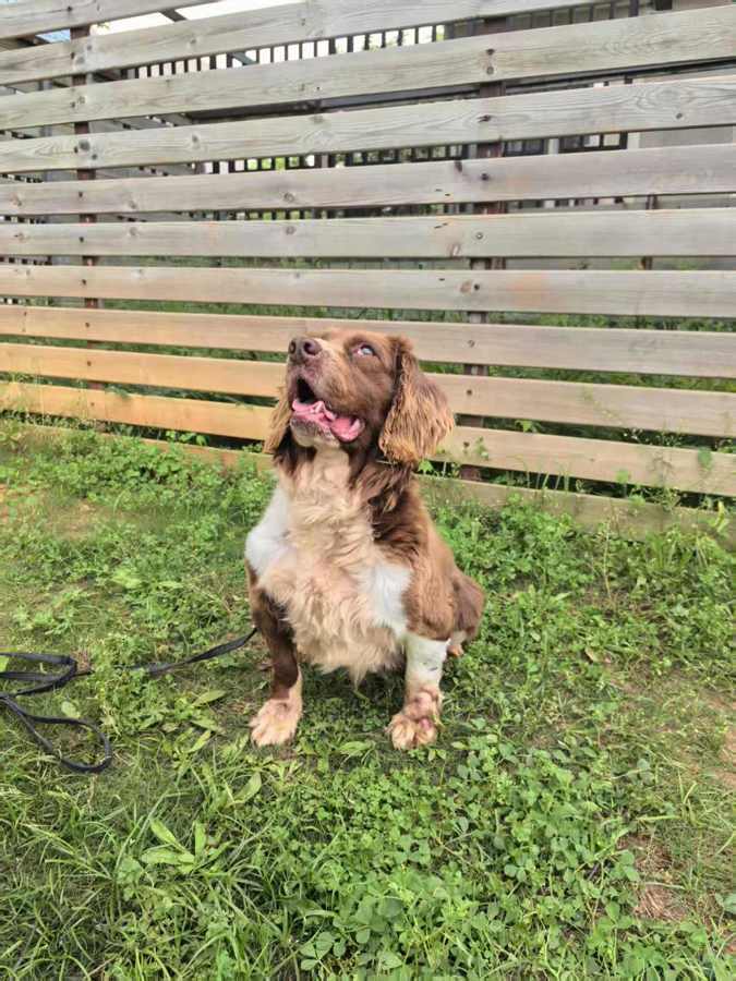 Hund auf einem Foto aus der Adoptionsmeldung fuer pensionierte Polizeihunde in Wuhan. Bildquelle: Jimu News / Materialien des Bueros fuer oeffentliche Sicherheit Wuhan.