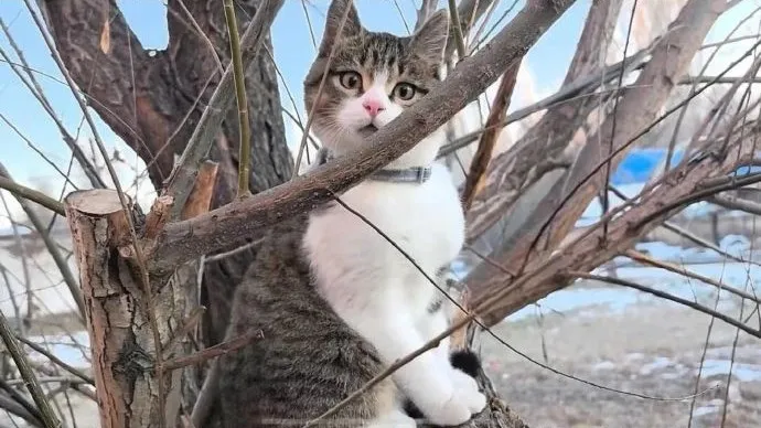 Archivbild der kleinen Katze Wukong aus oeffentlichen Berichten