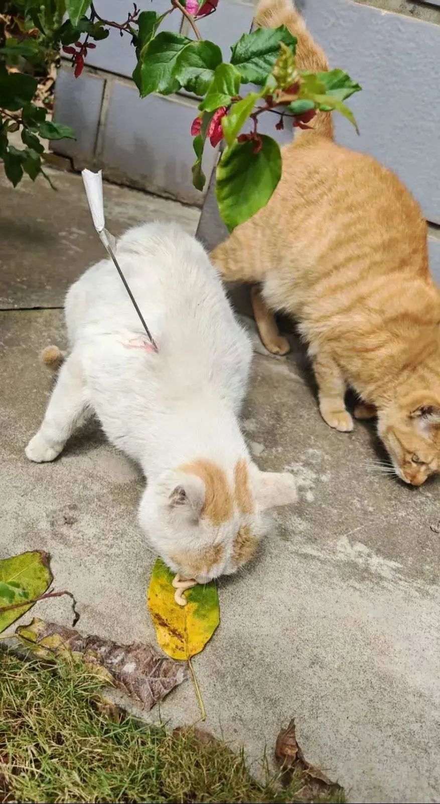Eines der in oeffentlichen Berichten gezeigten Bilder einer betroffenen Katze. Quelle: GMW.cn.