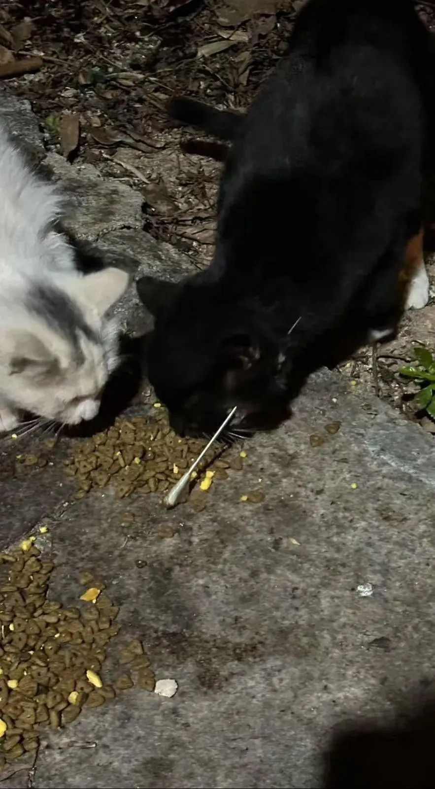 Eines der in oeffentlichen Berichten gezeigten Bilder einer betroffenen Katze. Quelle: GMW.cn.