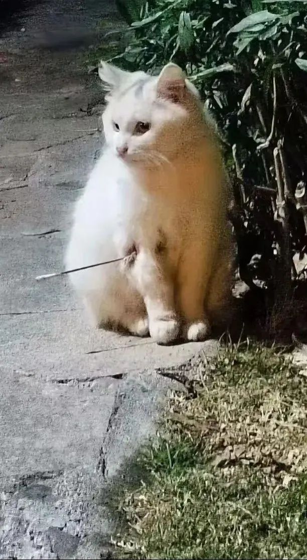 Eines der in oeffentlichen Berichten gezeigten Bilder einer betroffenen Katze. Quelle: GMW.cn.