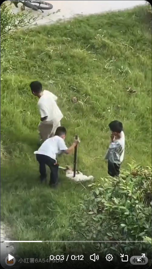 Xuzhou Siji Liancheng Jincheng: mutmaßlicher Fall einer weißen Katze