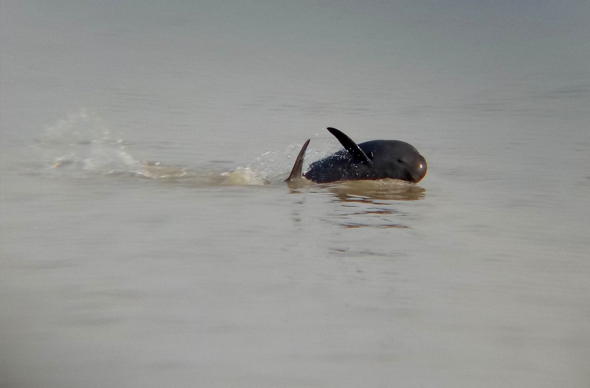 Jangtse-Schweinswal im Poyang-See