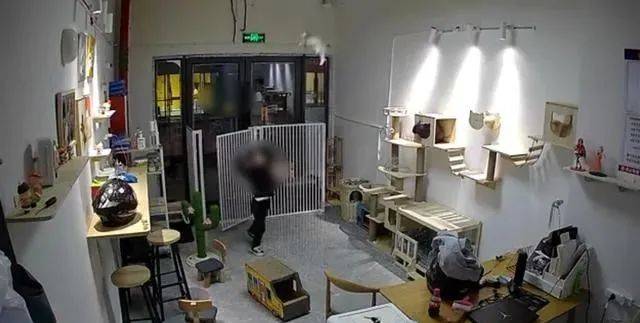 Ueberwachungsbild zeigt, wie der Junge eine Katze packt und wirft