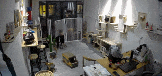 Oeffentliches Ueberwachungs-GIF zeigt Bewegung und Verfolgung in der Katzenpension