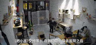 Oeffentliches Ueberwachungs-GIF zeigt die Szene nach dem Werfen einer Katze