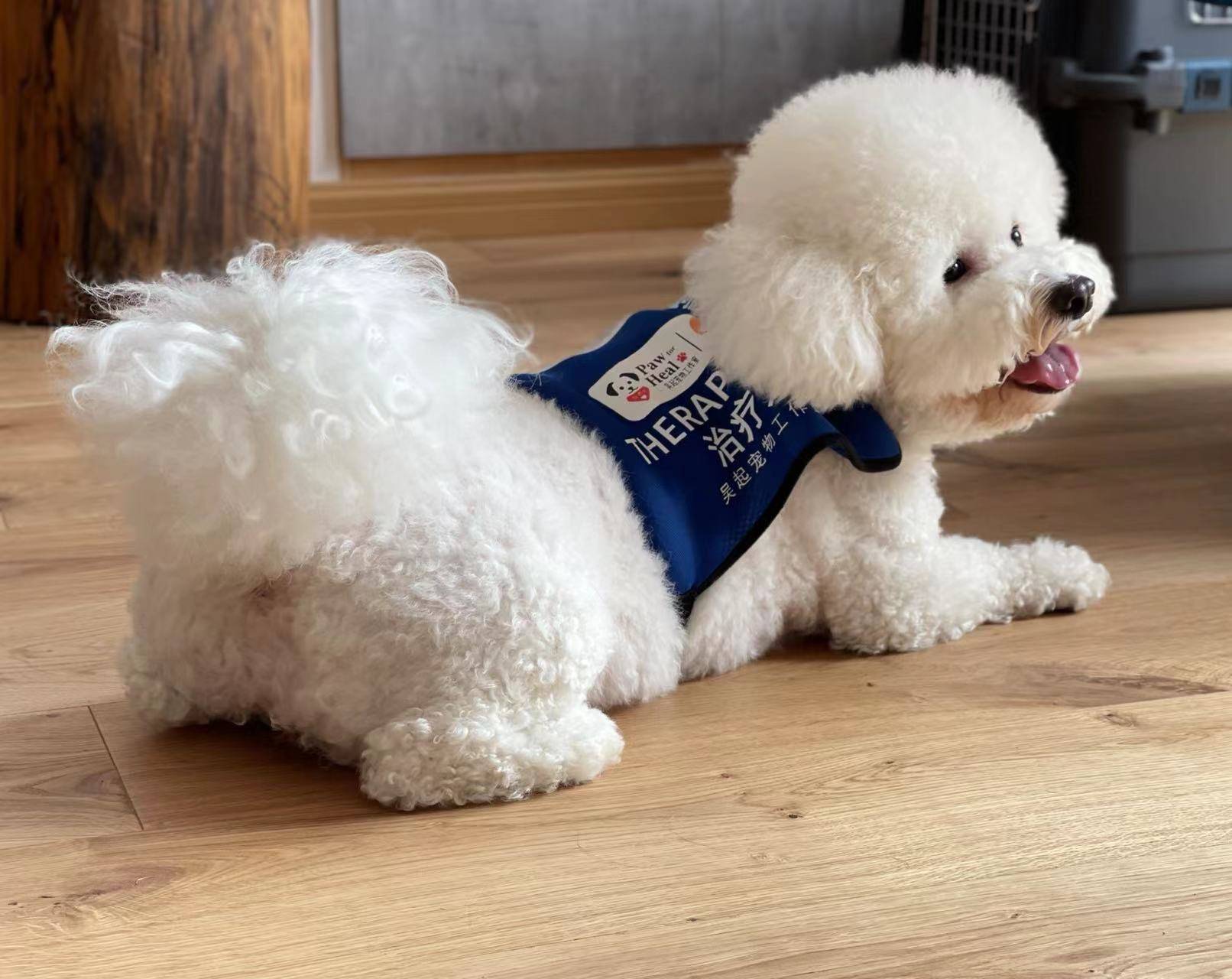 Therapiehund Youyou. Bildquelle: von Interviewpartnern fuer den Bericht von The Beijing News bereitgestellt, lokal gespeichert.