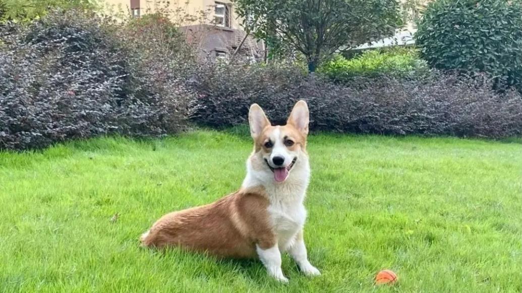 Foto des Corgis Pipi