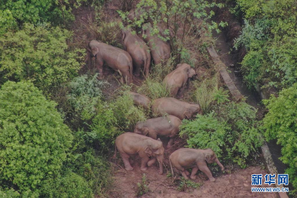 xinhuanet-yunnan-elephants-yimen-2021