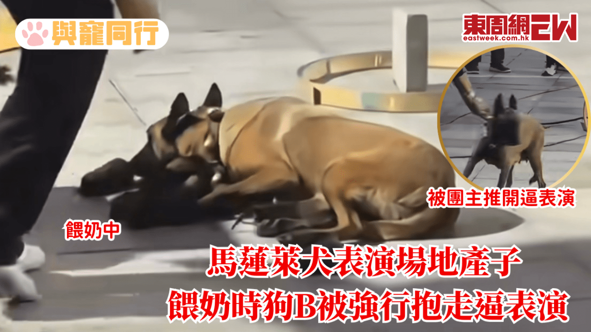 Oeffentliches Titelbild zum Fall der Malinois-Huendin in Zaozhuang, die nach der Geburt weiter auftreten sollte