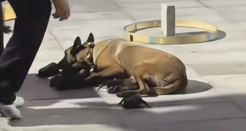 Oeffentliches Berichtsbild im Zusammenhang mit der Malinois-Huendin und ihren Welpen