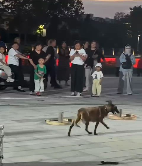 Videovorschaubild zum Fall der Malinois-Huendin in Zaozhuang