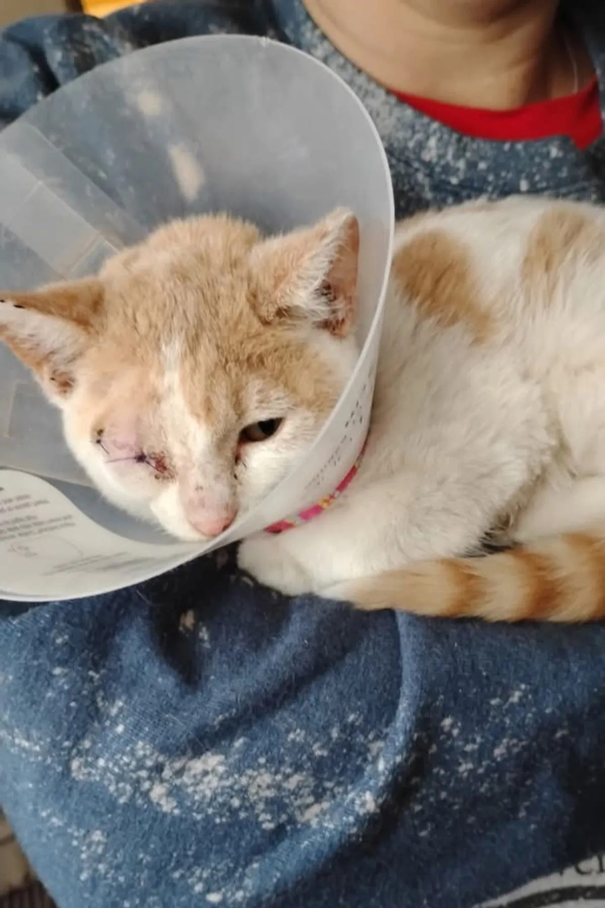 Peaches nach der Augenoperation