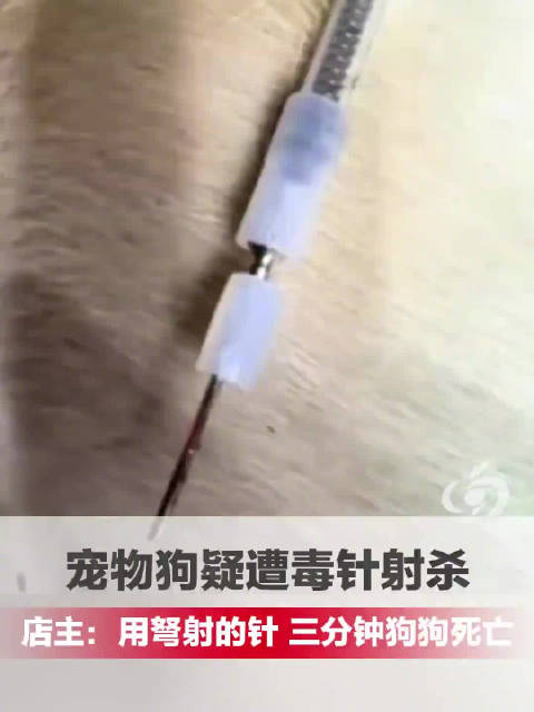 Nahaufnahme eines mutmasslichen Giftpfeils oder Armbrustpfeils in oeffentlichem Berichtsmaterial