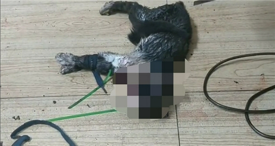 Weitere mutmasslich misshandelte Katze aus der Umgebung