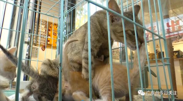 Mutterkatze und Kaetzchen nach dem Vorfall im Katzenkaefig