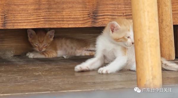 Kaetzchen, die nach dem Vorfall weiterhin vor der Tierhandlung auf Adoption warteten