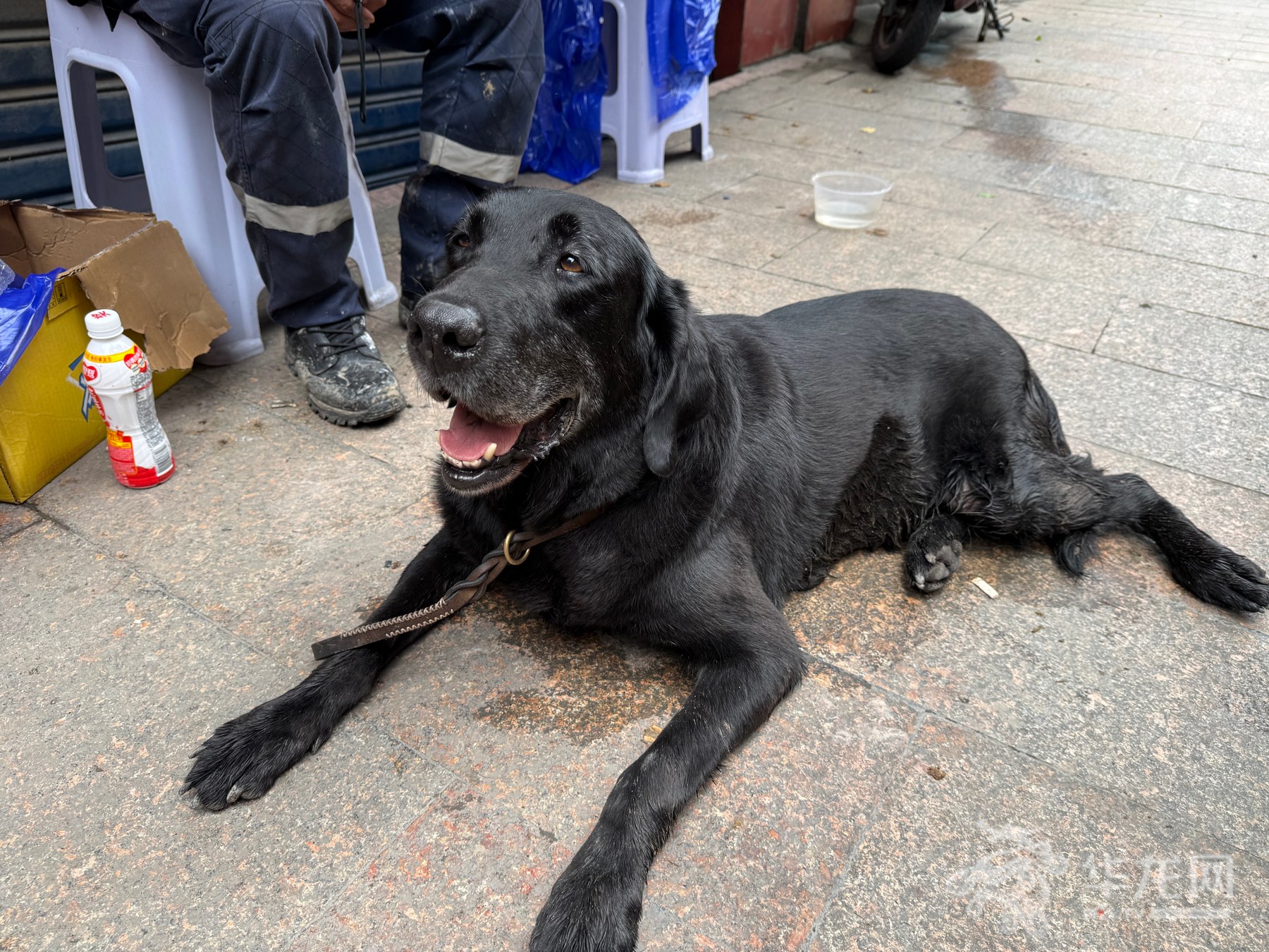 O cão de busca e resgate Zixie no local do colapso de encosta em Pengshui, Chongqing. Fonte: First Eye TV-CQNews, foto de Xie Pengfei.